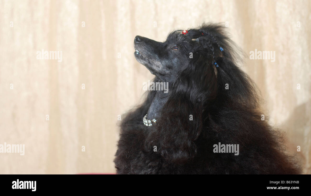 black dwarf poodle Property release available Stock Photo