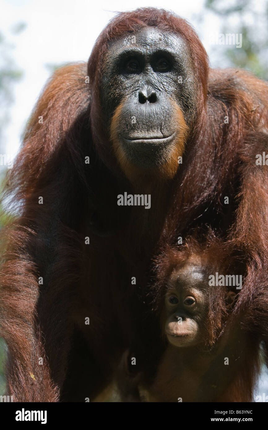 Orangutan [Pongo pygmaeus] with toddle in Tanjung Puting NP Borneo Stock Photo