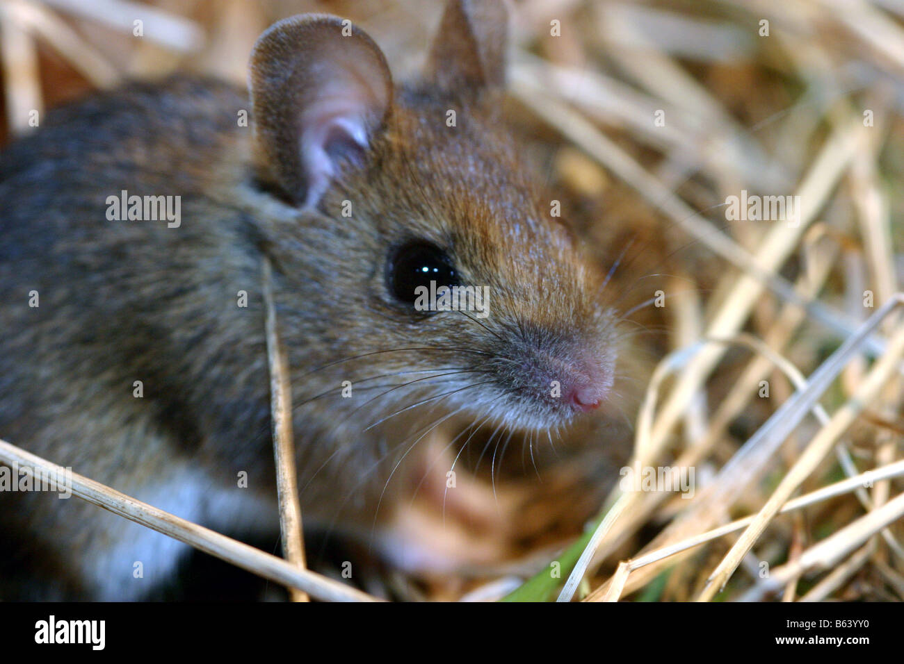 Woodmouse or long tailed field mouse apodemus sylvaticus in natural
