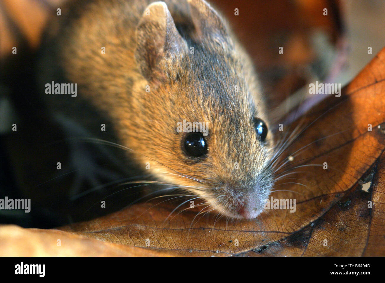 Woodmouse or long tailed field mouse apodemus sylvaticus amongst leaf litter in autumn Stock Photo