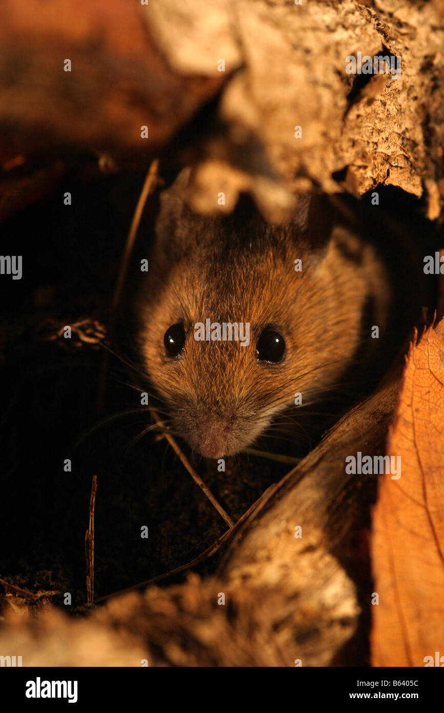 Woodmouse or long tailed field mouse apodemus sylvaticus amongst leaf litter in autumn Stock Photo