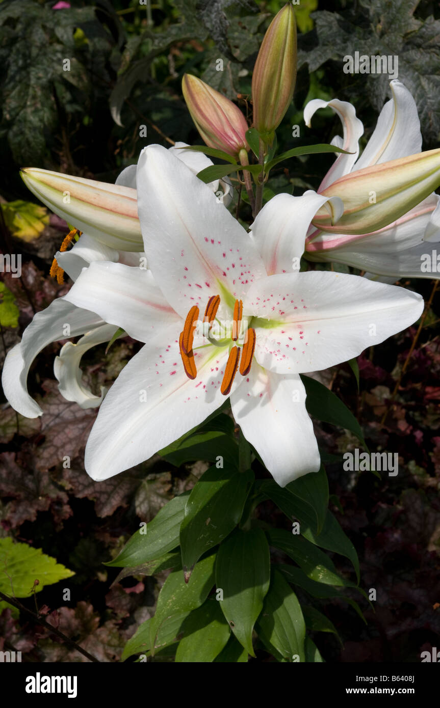 White Asiatic  Lily Lilies Lilium Stock Photo