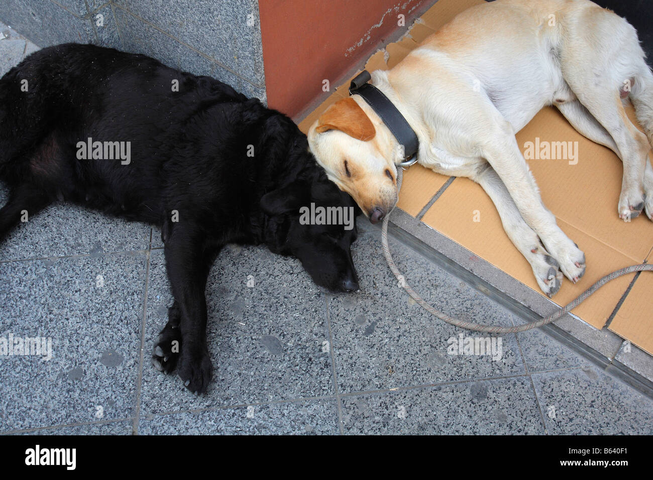 Let sleeping dogs lie two sleeping dogs Stock Photo