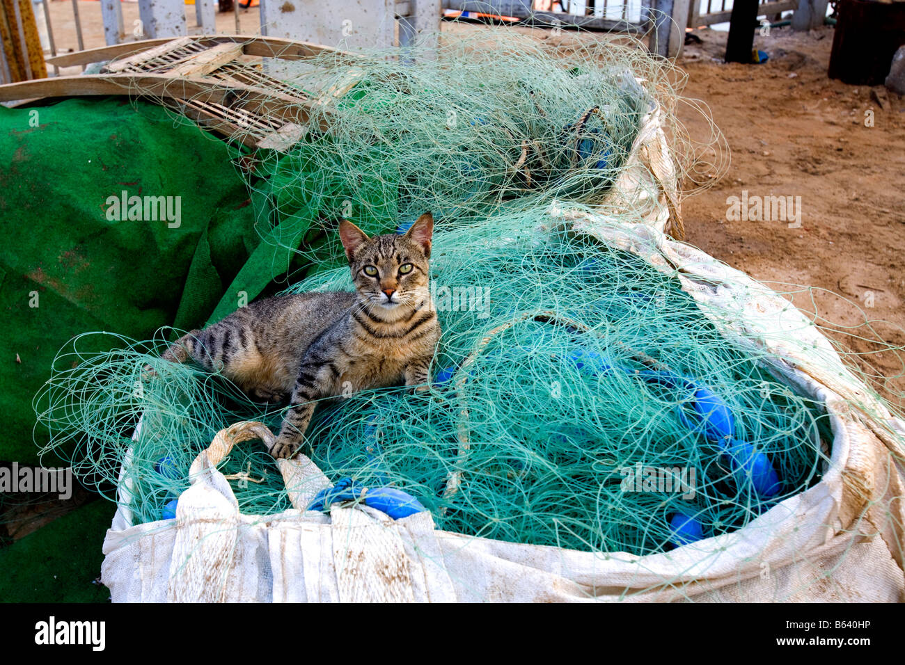 cat lying on a fishnet Stock Photo