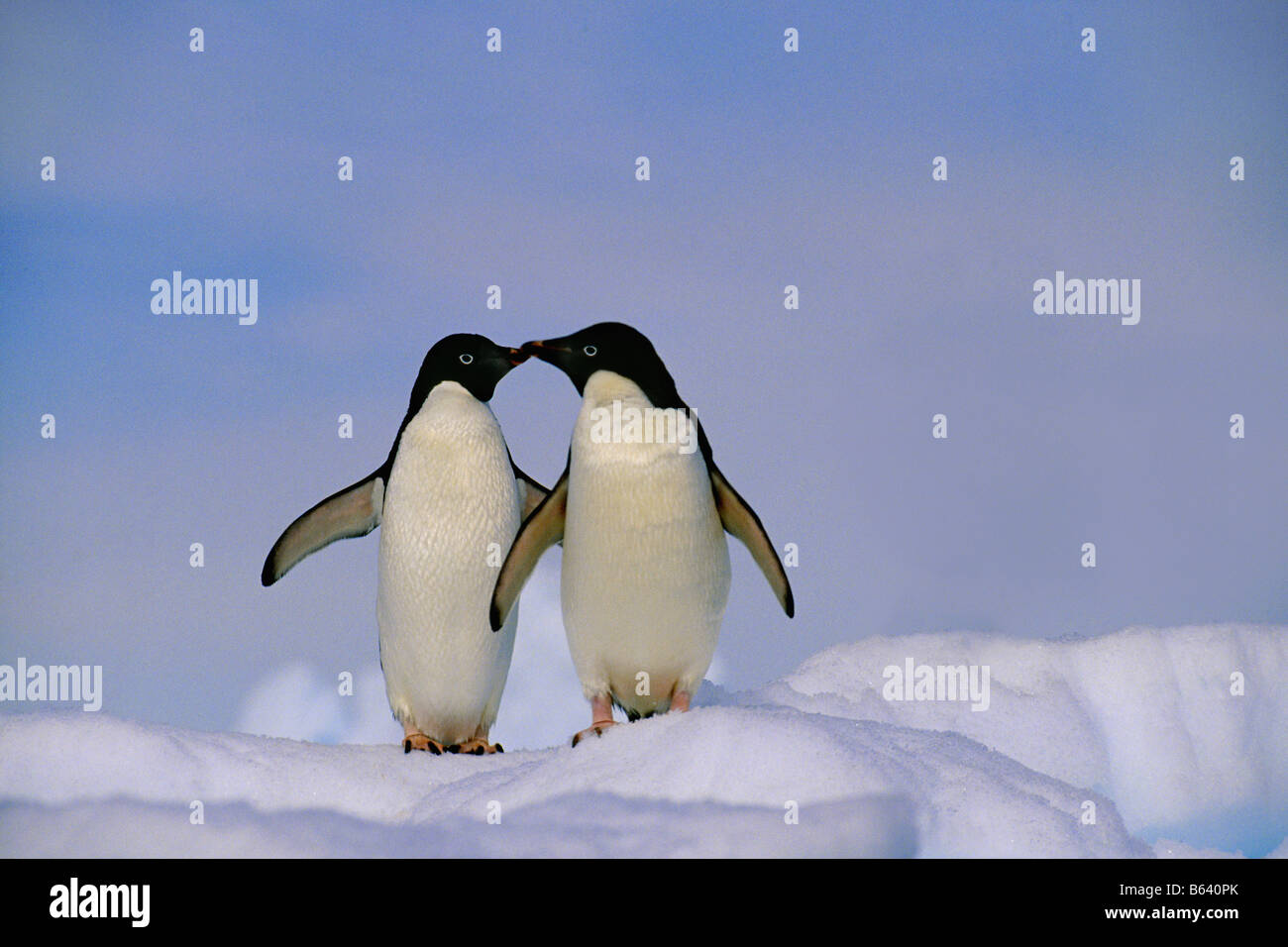 Antarctica, Adelie penguins ( pygoscelis adeliae ) kissing Stock Photo