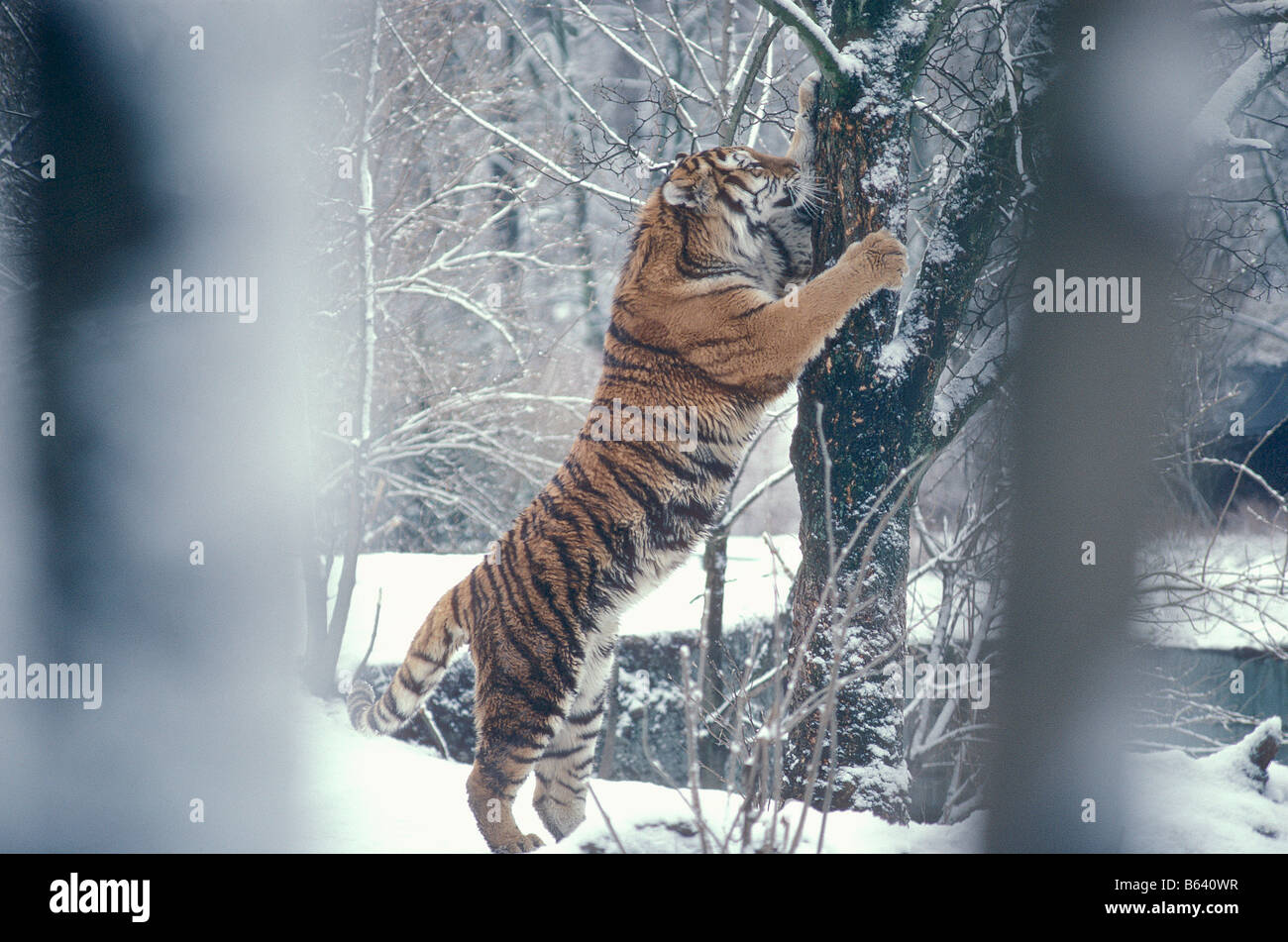 tigre roux tigre SIBERIAN TIGERS IN WINTER FOREST PANTHERA TIGRIS ALTAICA  altaica animal animals Asia Asian Asiatic big blooded Stock Photo - Alamy