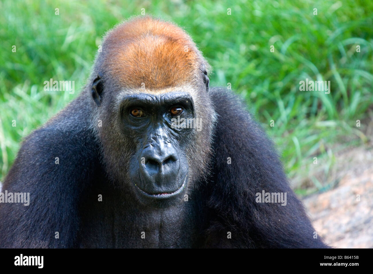 A portrait of a Western Gorilla Stock Photo