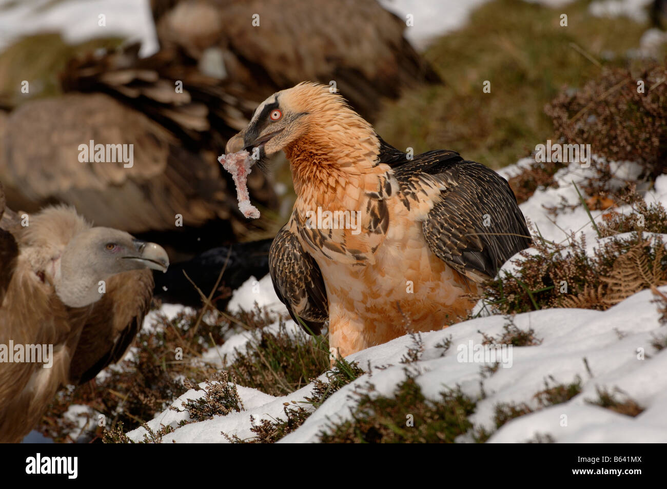 Bearded Vulture or Lammergeier  Gypaetus barbatus, Adult swallowing  bone in snow and Griffon Vulture gyps fulvus Stock Photo