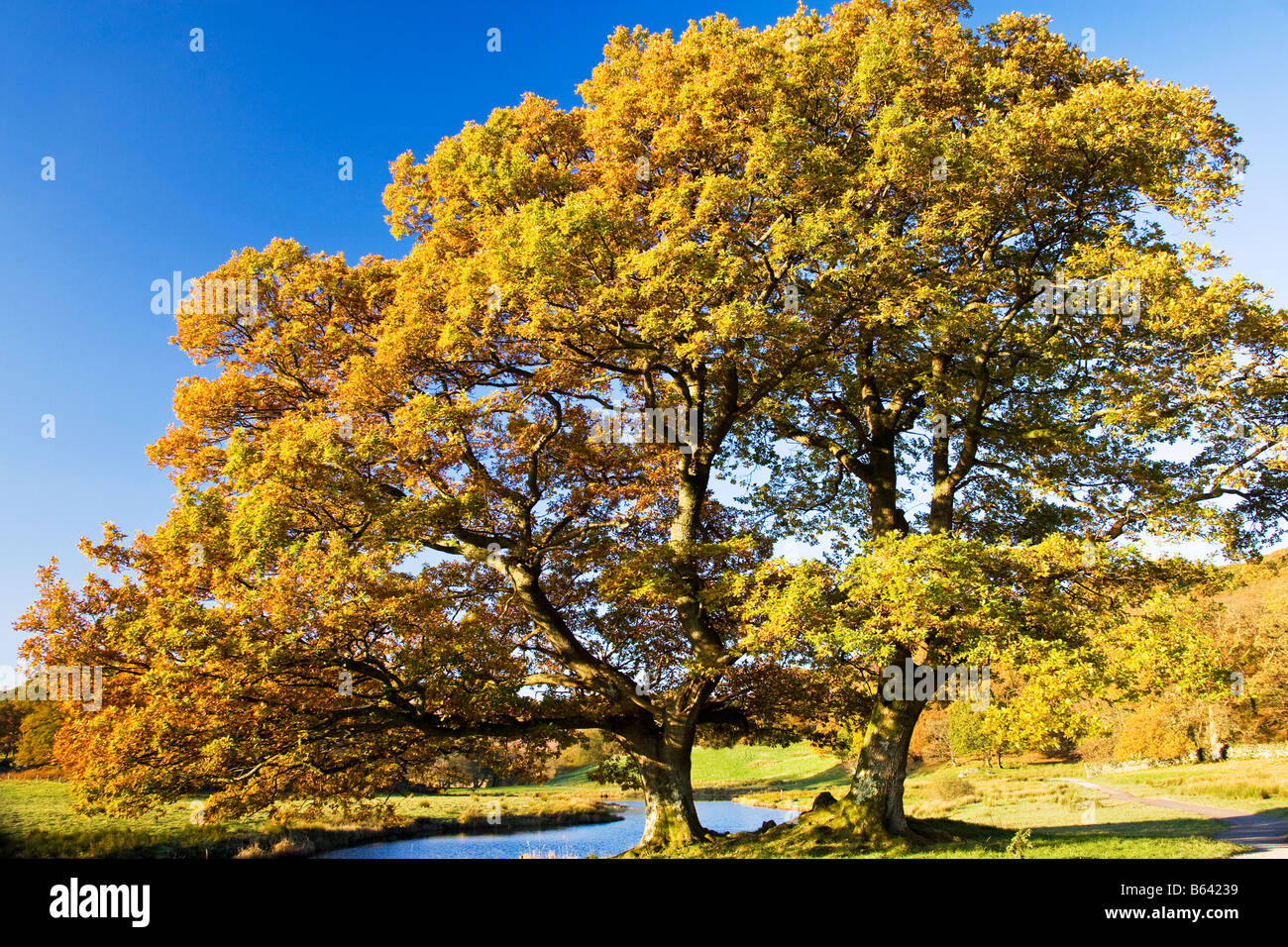 Two trees with autumn foliage on the banks of the River Brathay in the Lake District National Park, Cumbria, England, UK Stock Photo
