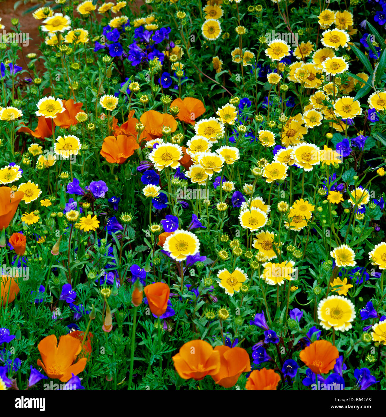 Detail of a colourful wildflower display in the Fetzer Wine Garden Stock Photo