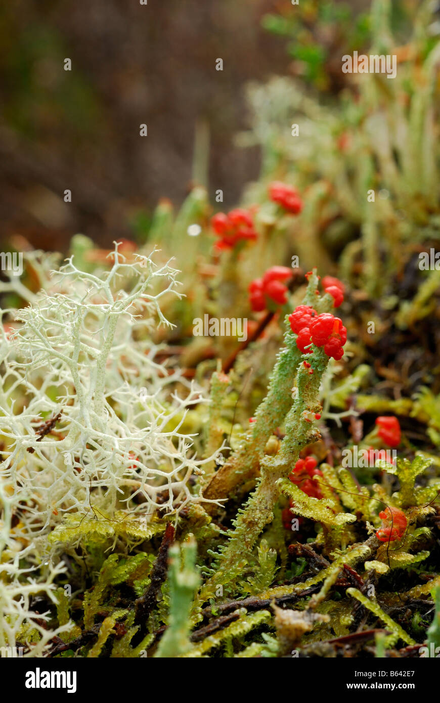 Fruiticose Lichen (cladonia polydactyla) and reindeer lichen (cladonia portentosa). Stock Photo