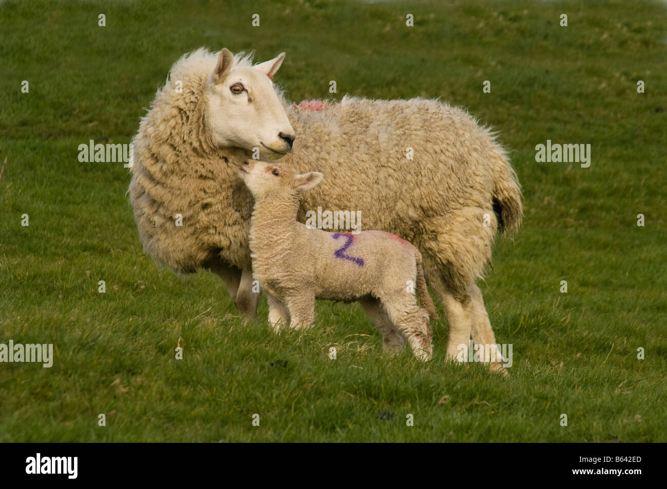 Little sheep hi-res stock photography and images - Alamy