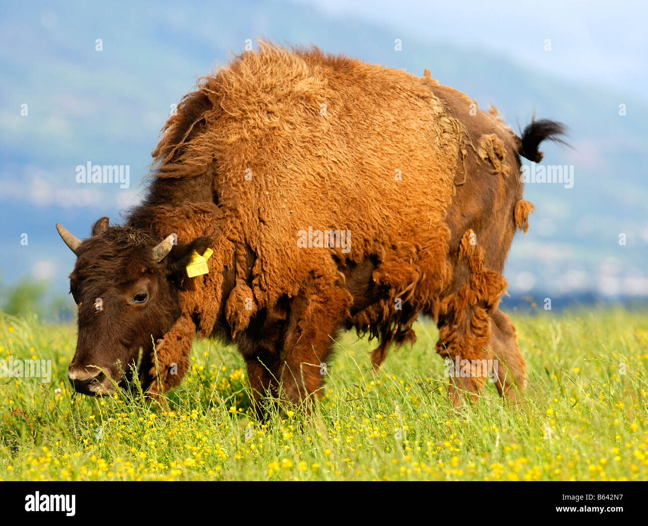 Grazing American Bisons during the change of the winter coat Stock Photo