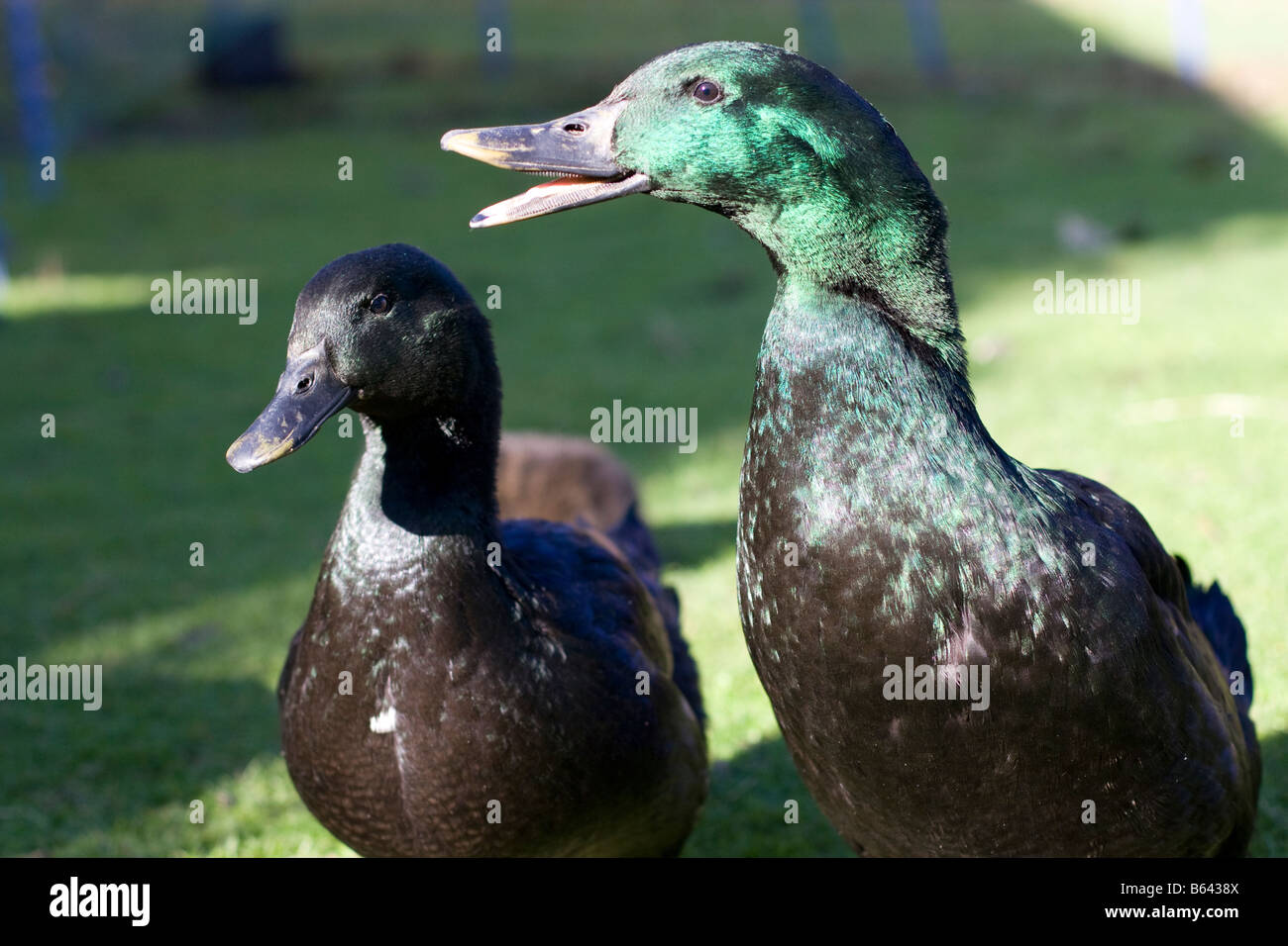 Cayuga duck hires stock photography and images Alamy