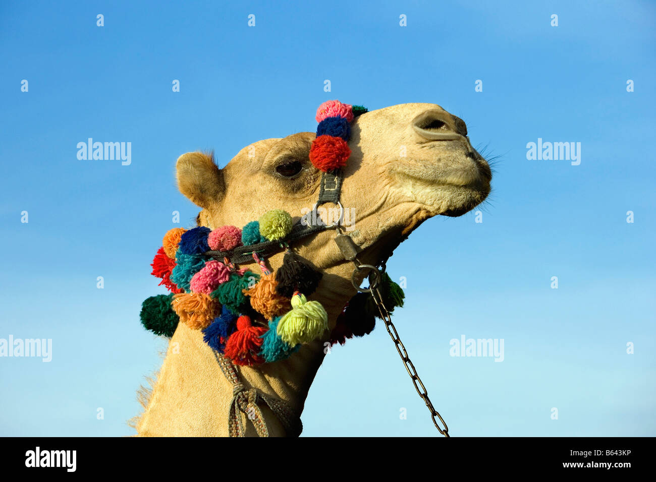 Egypt, Cairo, Pyramids at Giza, Camel Stock Photo