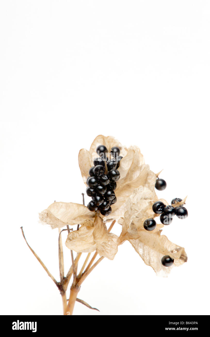 Seed berry hi-res stock photography and images - Alamy