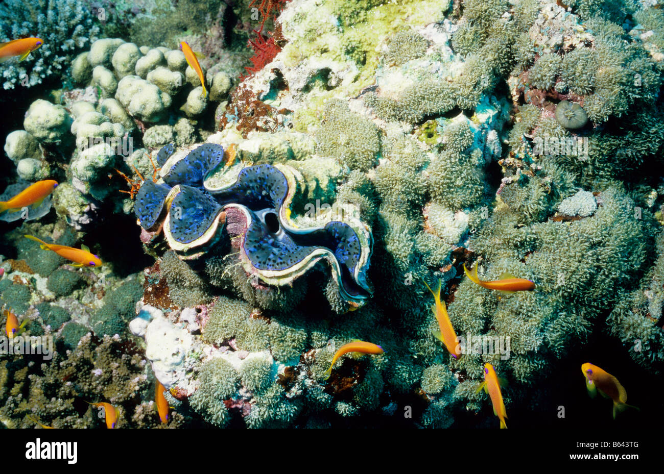 Blue, Large Giant Clam. Bivalves. Tridacnidae. Tridacna Maxima