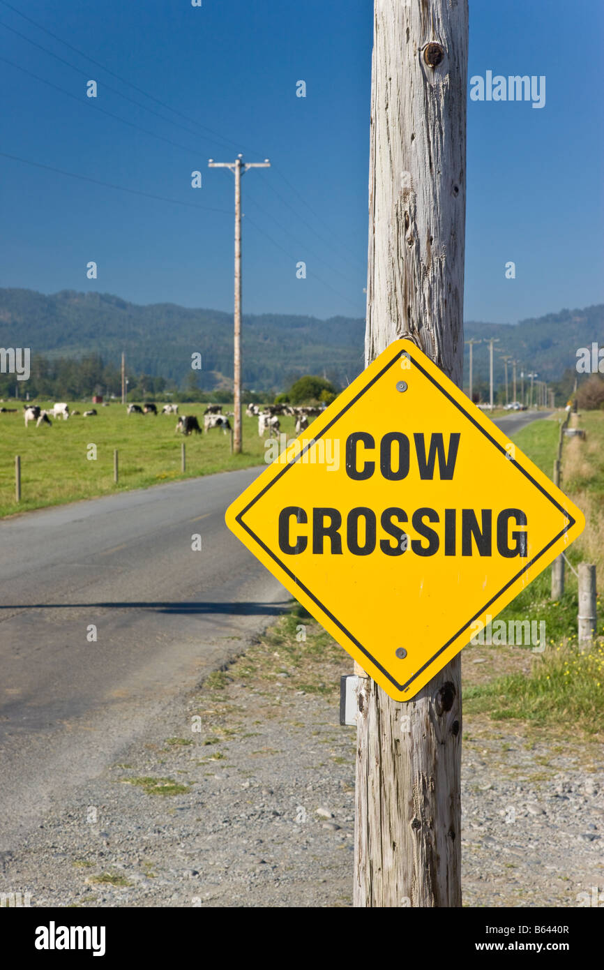 'Cow Crossing' sign on country road. Stock Photo
