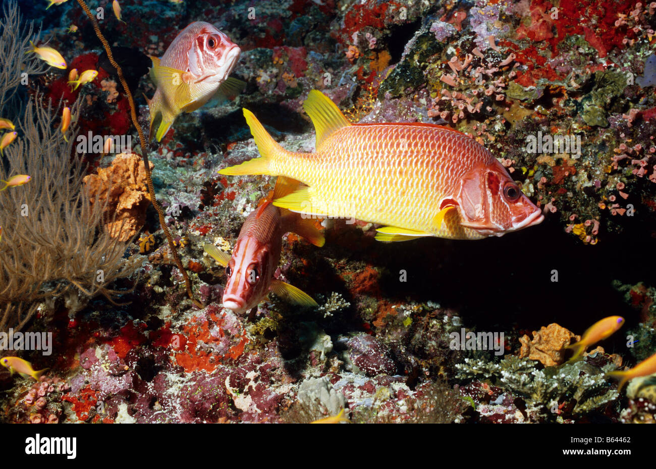 Three Giant Squirrelfish. Underwater in the Maldives. Damselfish. Family: Pomacentridae. Sargocentron Spiniferum. Stock Photo