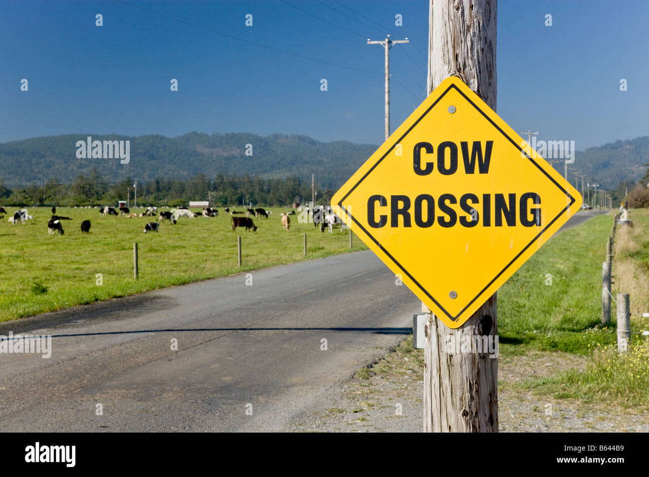 'Cow Crossing' sign on country road. Stock Photo