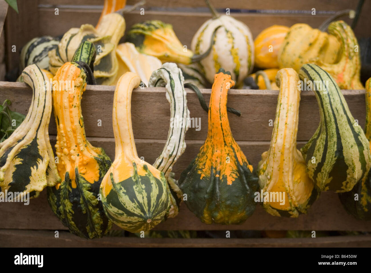 Italian harvest festival hires stock photography and images Alamy