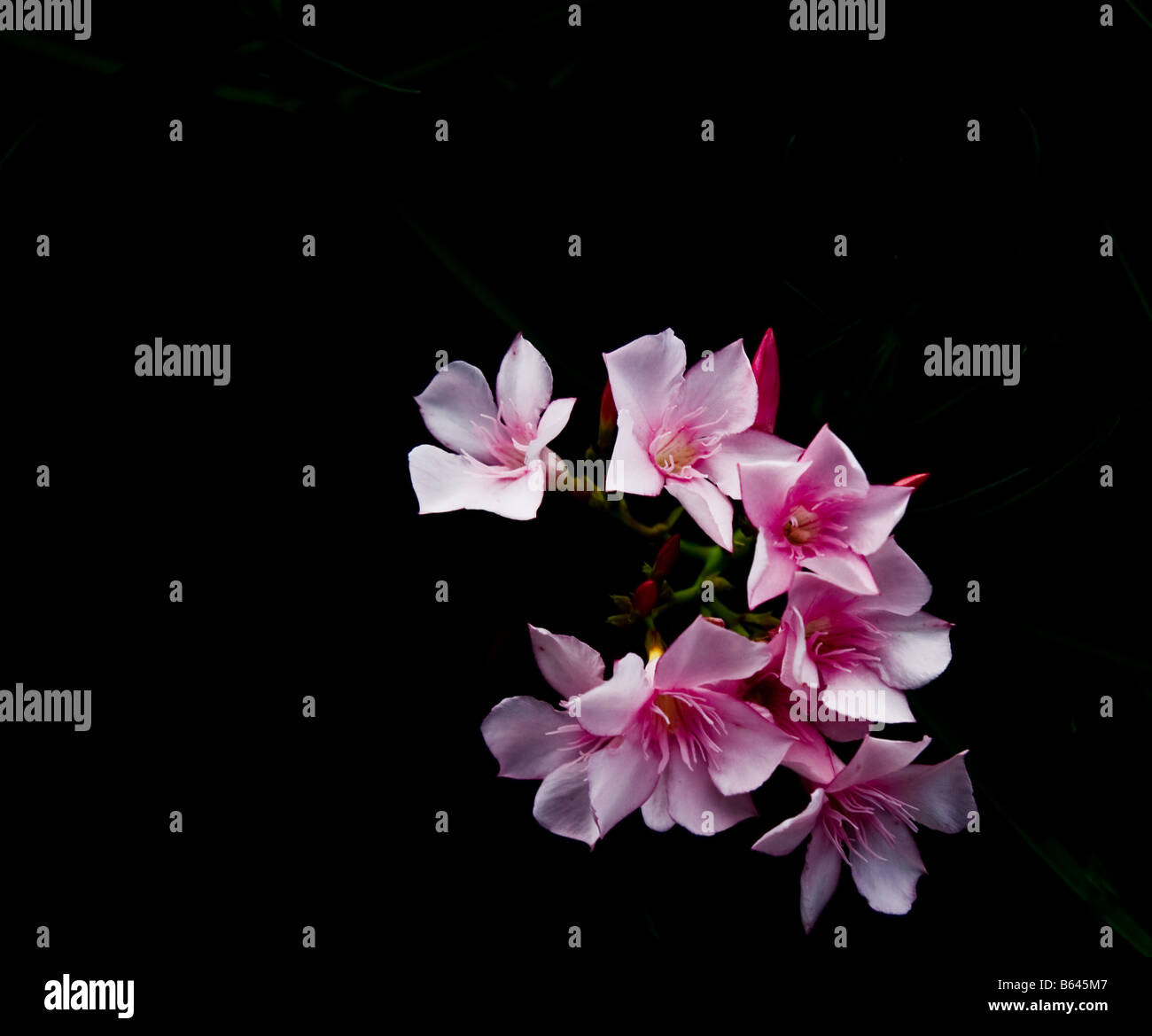 Inflorescence of pink oleander against black background with copyspace on left Stock Photo