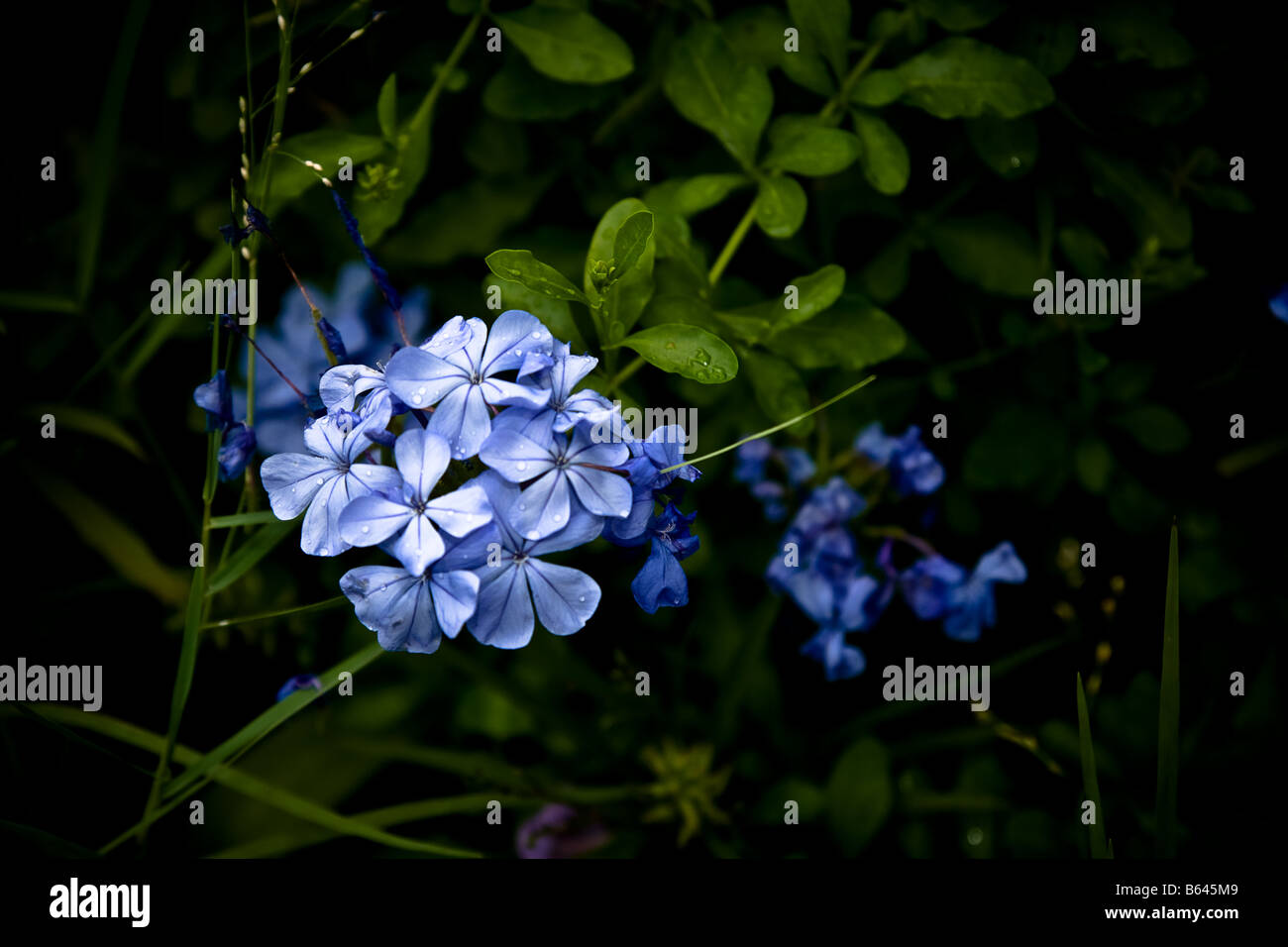 Flowers - Soft Focus - Blue Plumbago; Other Common Names: Plumbago Auriculata, Cape Plumbago, or Cape Leadwort - Vignetted Stock Photo