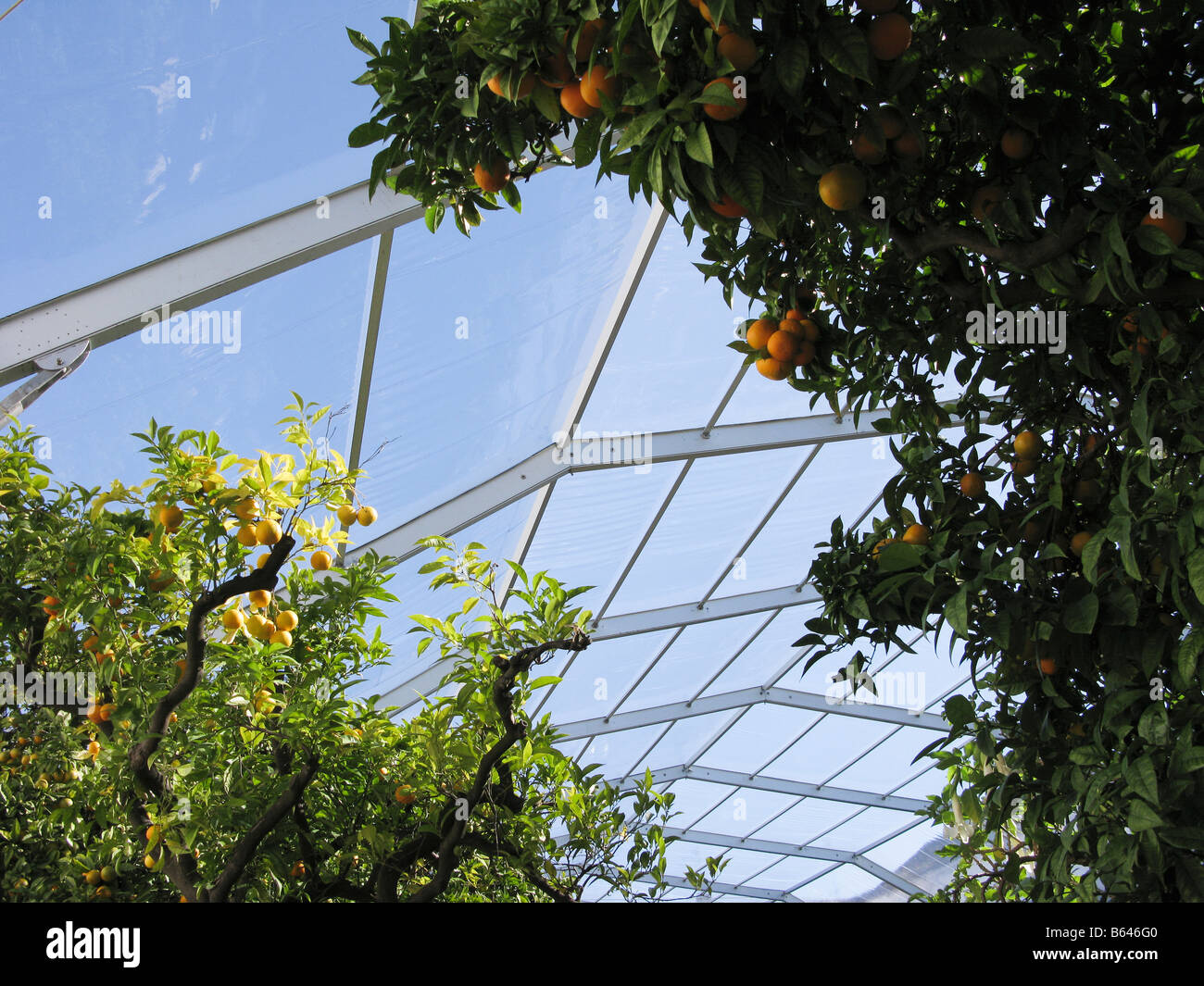 Orange Trees With Plastic Cover Roof Marbella Spain Stock Photo Alamy