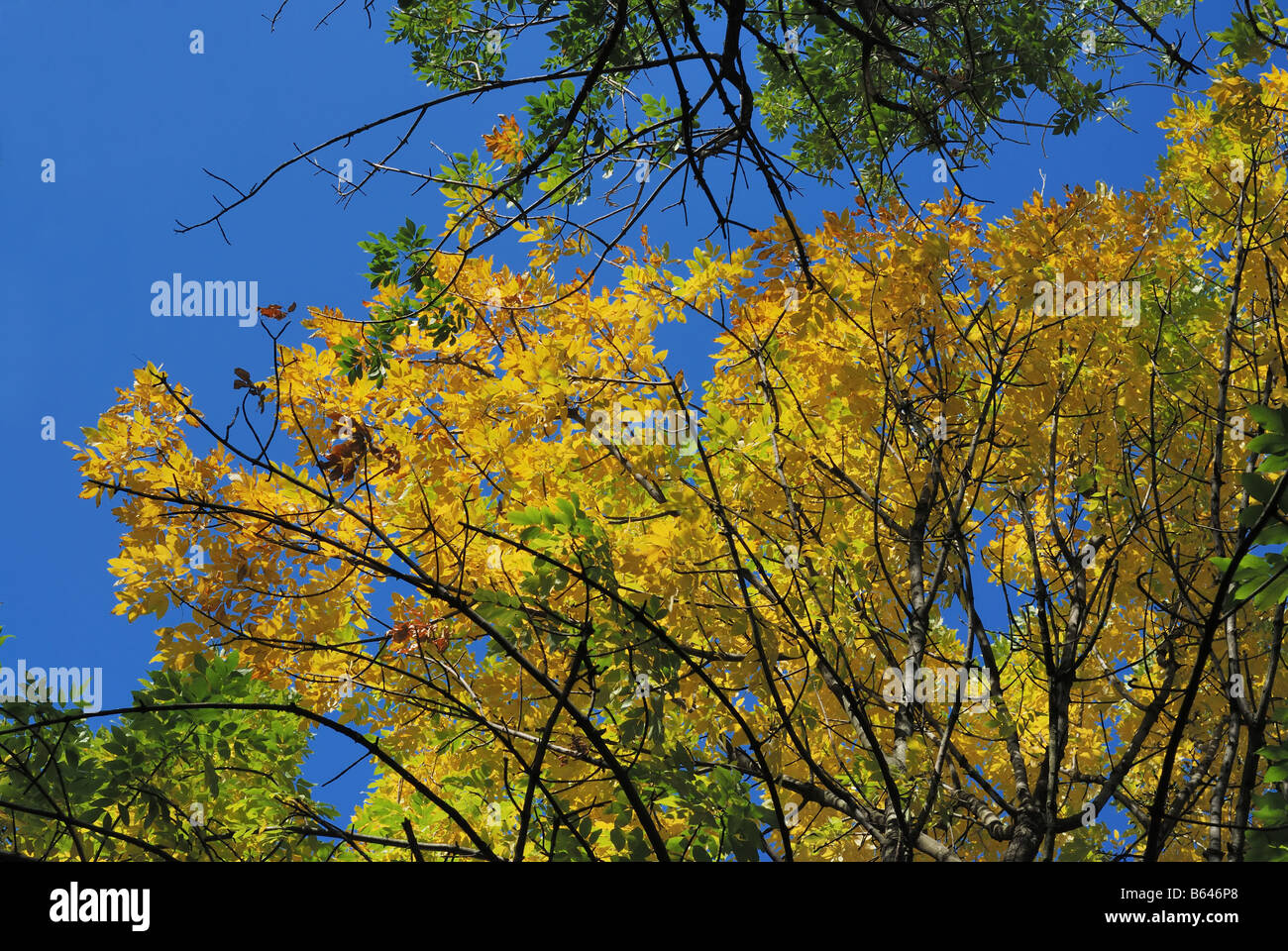 Yellow leaves of maple against the blue sky bright autumn Stock Photo ...