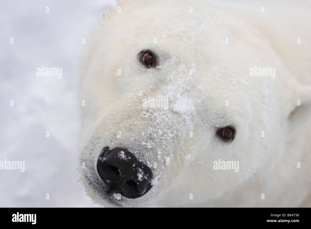 Polar Bear looking in to camera Stock Photo