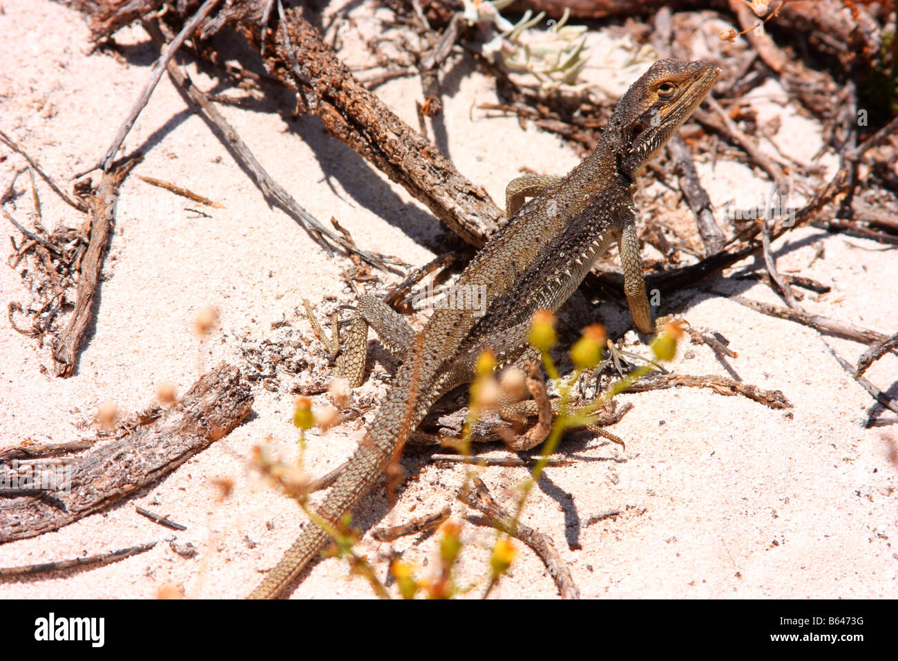 a small lizard found on east wallabi island in the abrolhos islands Stock Photo