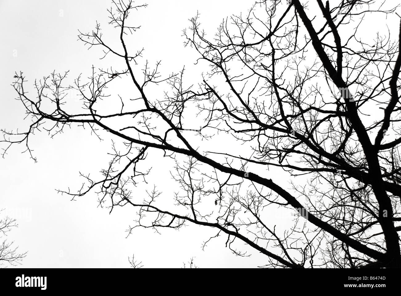 Big tree on white grey sky background Stock Photo