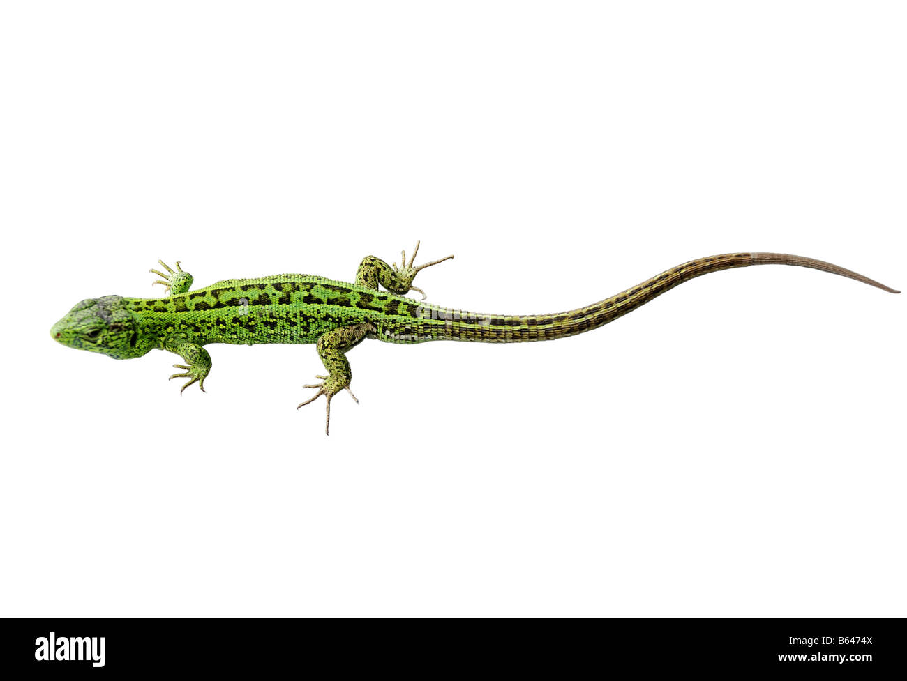 Green lizard isolated on white background Stock Photo