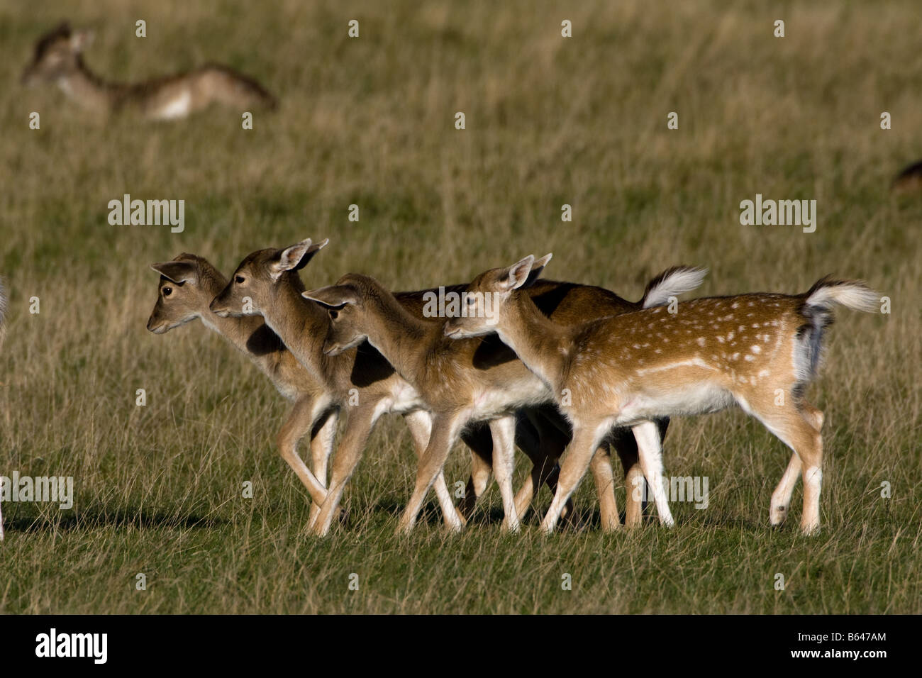 Young fallow deer walking Stock Photo