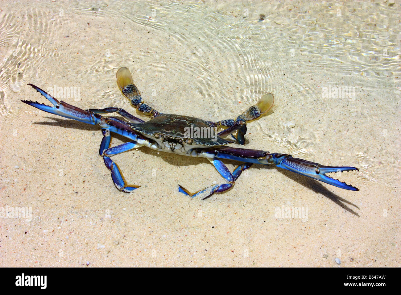 a crab blue manna blue crab on the shoreline Stock Photo