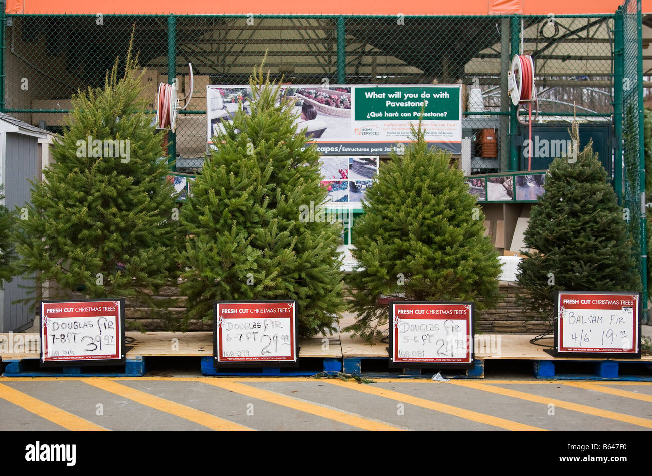 Variety of Christmas trees on display Stock Photo