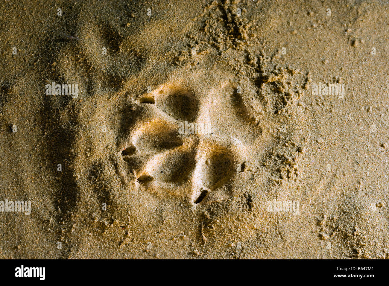 Finland, Kuhmo, Petola Visitor Center. Information about Finland's largest carnivores and preditors. Footprint of wolf. Stock Photo
