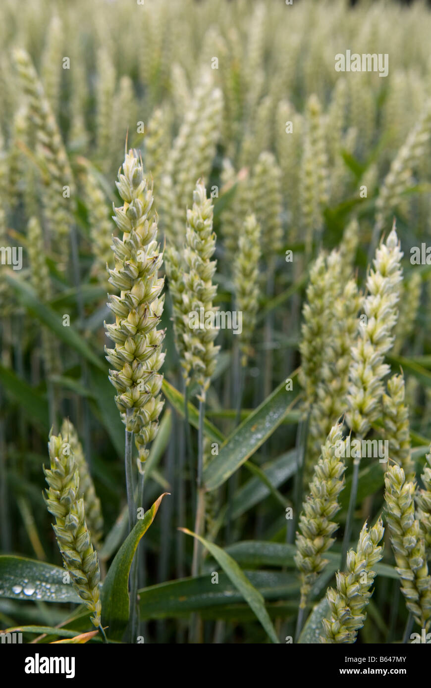Agriculture in Sweden. Growing wheat. Stock Photo