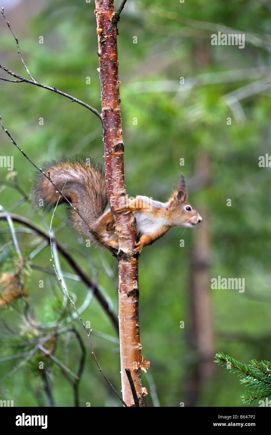 Finland, Ruhtinansalmi, near Suomussalmi, Wildlife Centre Martinselkonen Erakeskus. Eurasian red squirrel. Sciurus vulgaris. Stock Photo