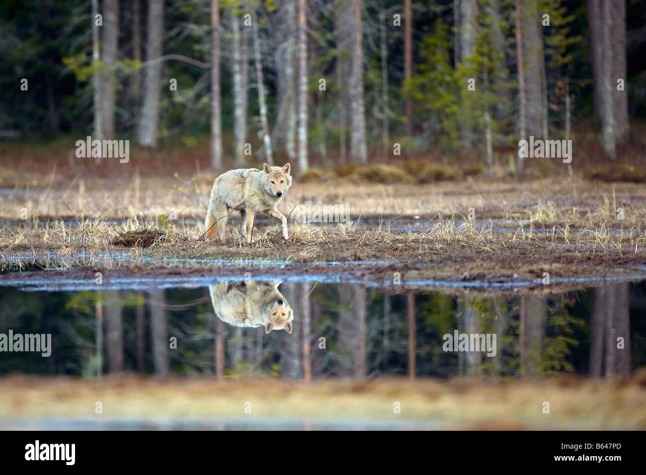 Finland, Kuikka Lake, near Kuhmo. Gray wolf (Canis lupus). Stock Photo