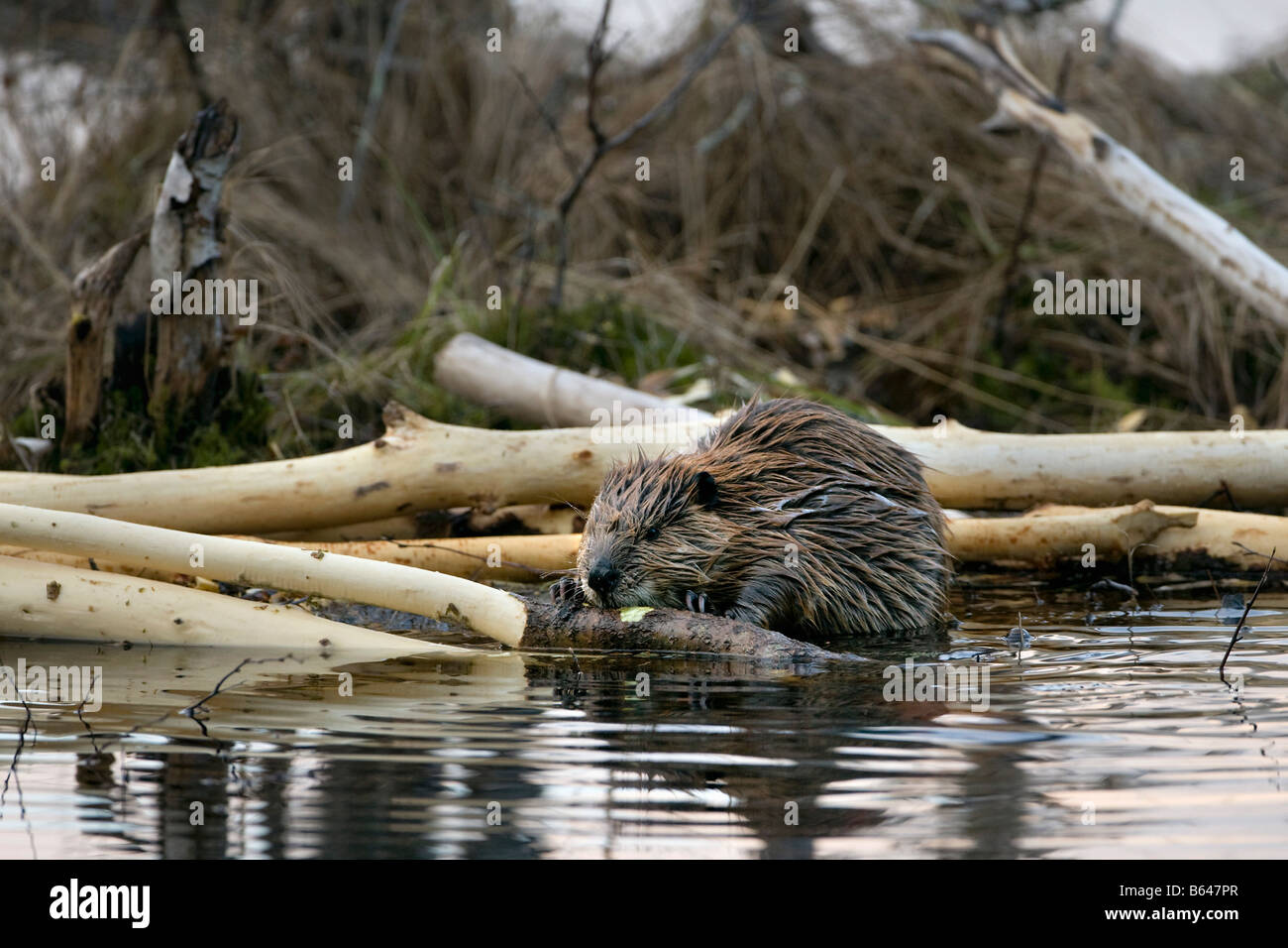 Finland, Kuikka Lake, near Kuhmo. European beaver (Castor fiber). Stock Photo