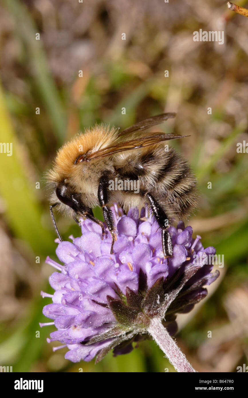 Common carder bumble bee Bombus pascuorum on devil s bit scabious Succisa pratensis UK Stock Photo
