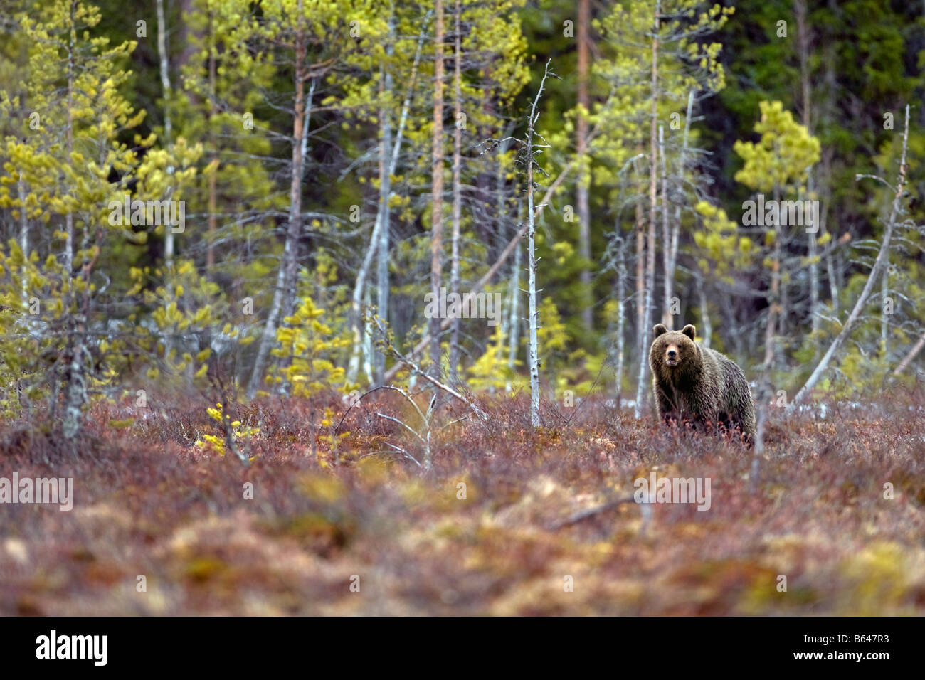 Finland, Ruhtinansalmi, near Suomussalmi, Wildlife Centre Martinselkonen Erakeskus. Brown bear. Ursus arctos. Stock Photo