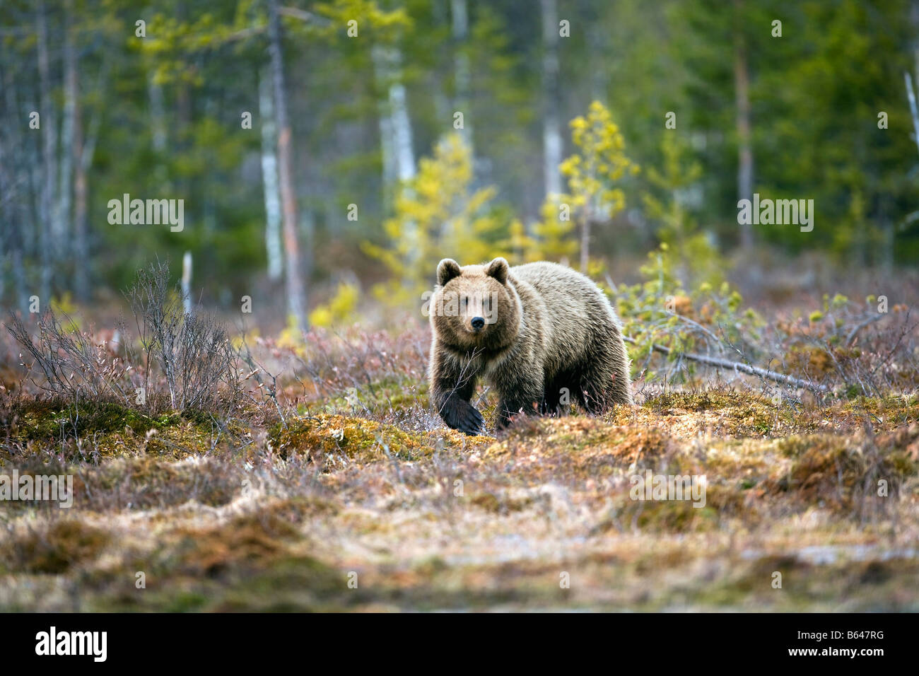 Finland, Ruhtinansalmi, near Suomussalmi, Wildlife Centre Martinselkonen Erakeskus. Brown bear. Ursus arctos. Stock Photo