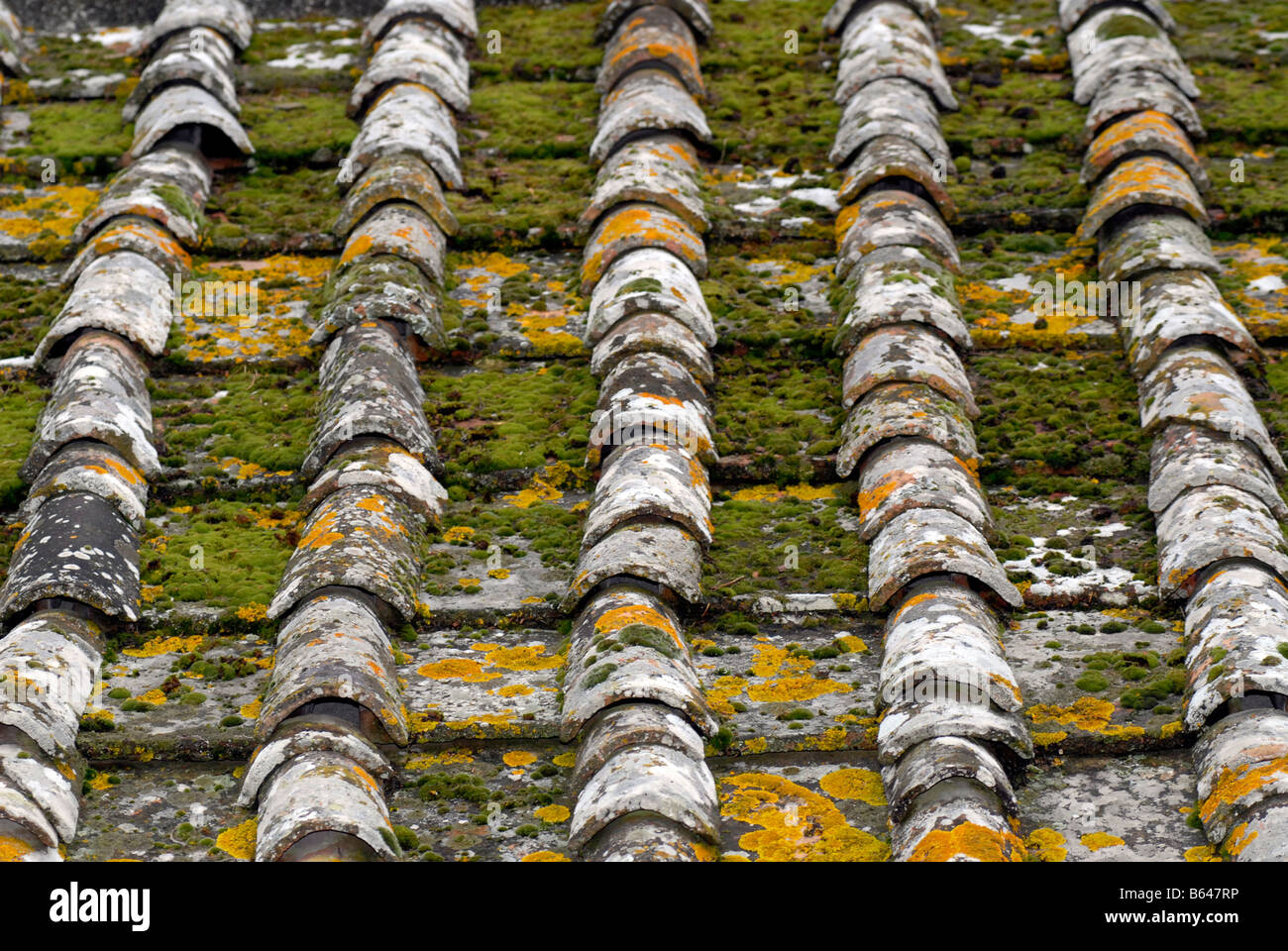 Old Tuscan roof tiles in Italy covered in yellow and green lichen and moss. Stock Photo