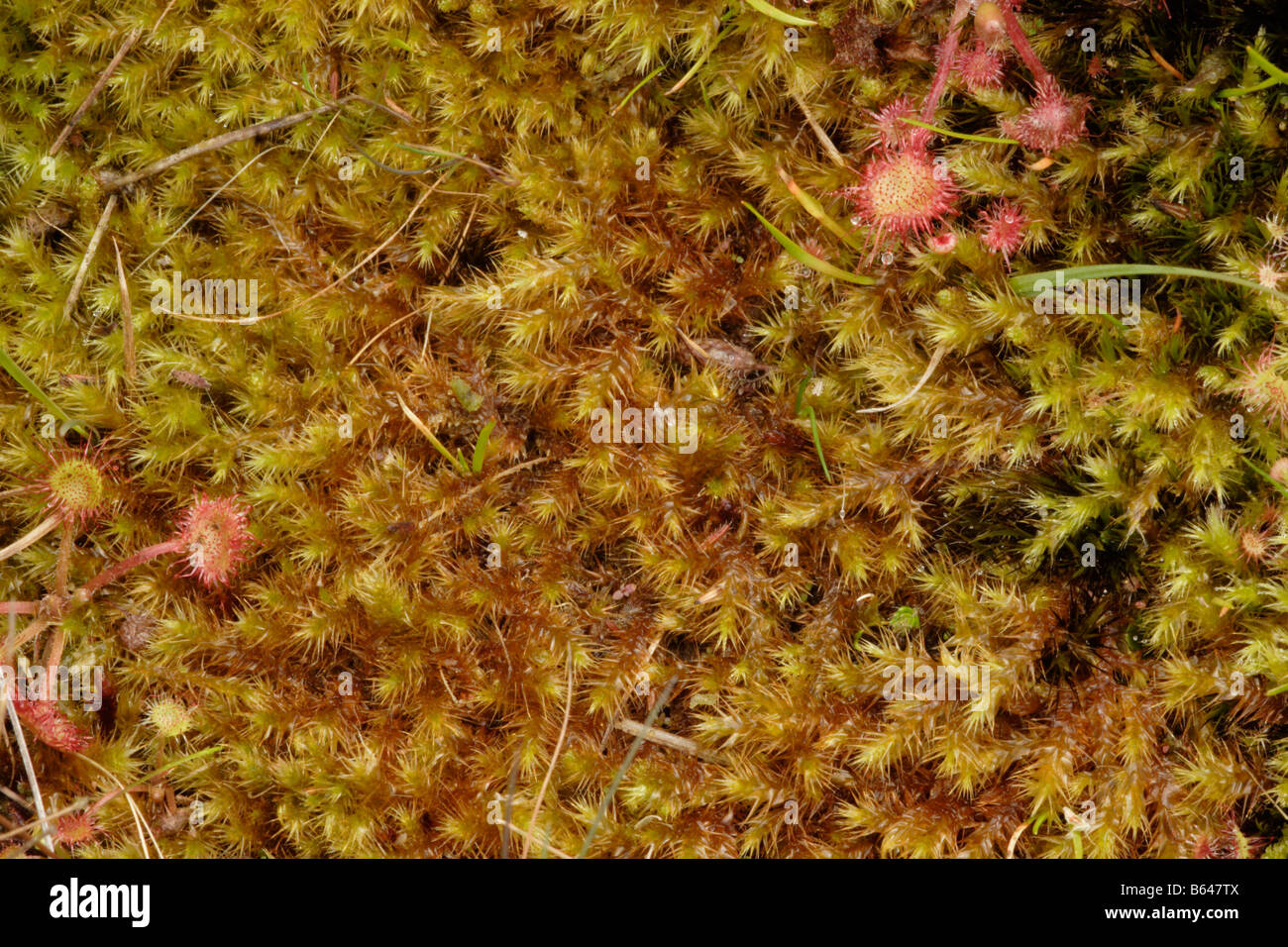 Yellow starry feather moss Campylium stellatum in a bog UK Stock Photo