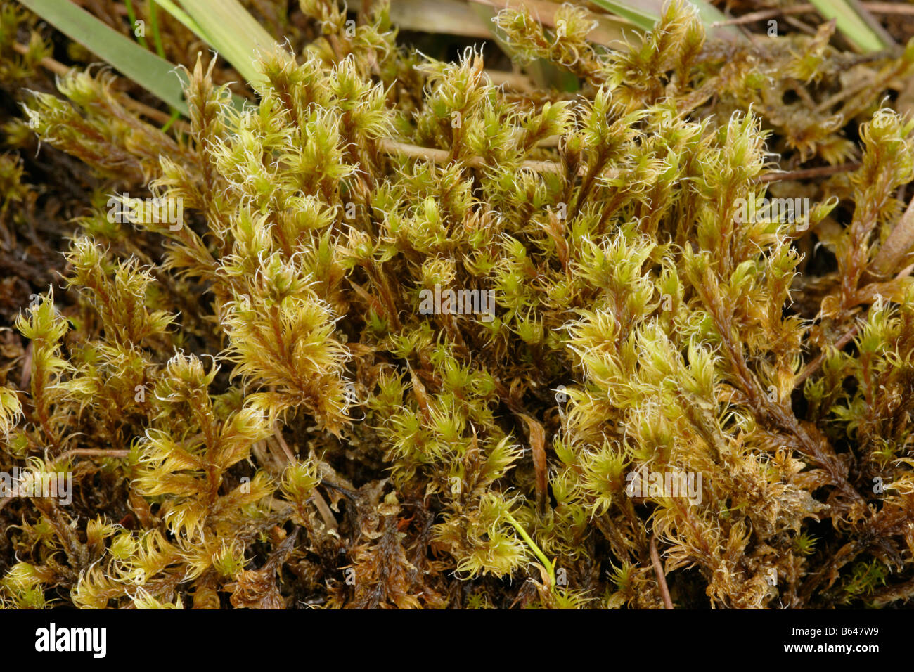 Woolly fringe moss Racomitrium lanuginosum in a bog UK Stock Photo