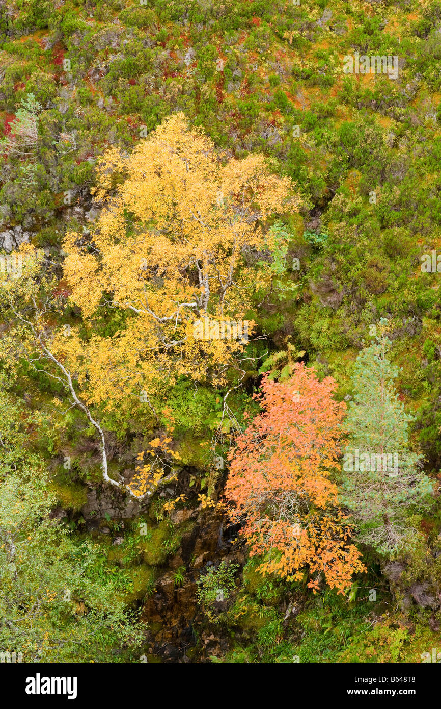 Birch and rowan in autumn colours Stock Photo