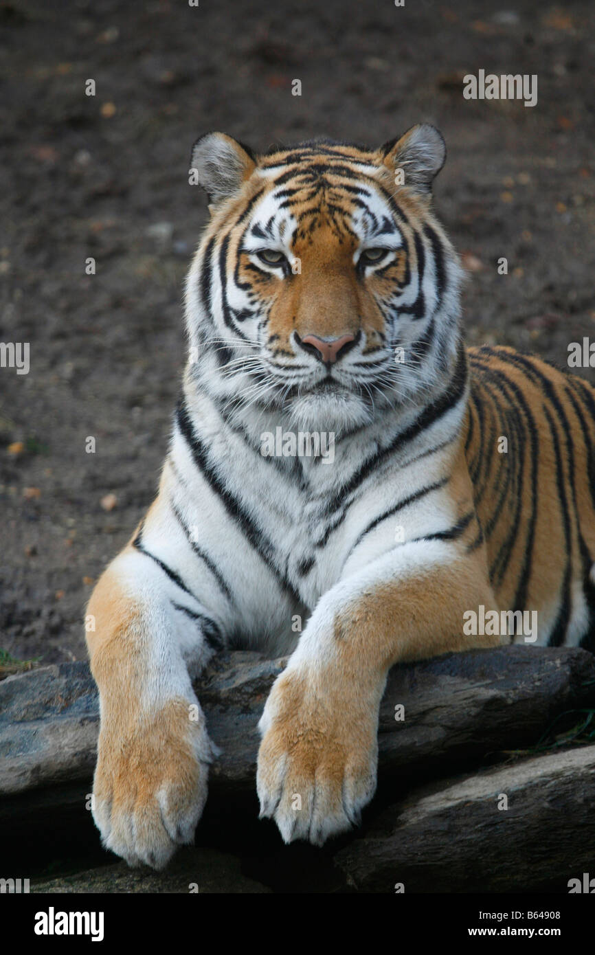 White and orange tiger hires stock photography and images Alamy