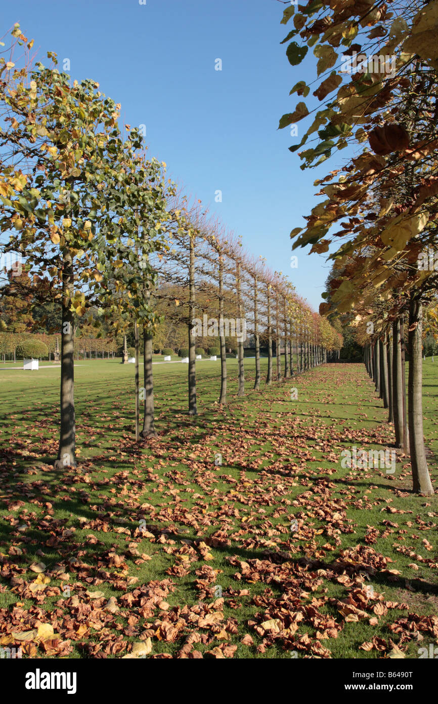 Tilia Euchlora common name Caucasian Lime at the start of autumn in pollarded lines for decorative purposes Stock Photo